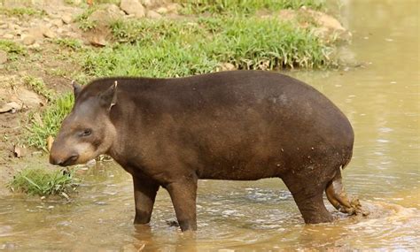 Estas son las diez especies de animales más amenazadas en Colombia - El periodico de Chía