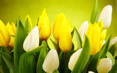 Tulips White Yellow Flowers Spring wallpaper | 2560x1600 | #23672