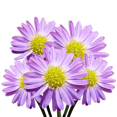 Purple Aster Flowers Free Delivery | GlobalRose