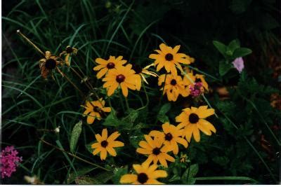 Native Kansas Prairie: KS Wild Flowers, Tall Grass, Konza Prairie ...