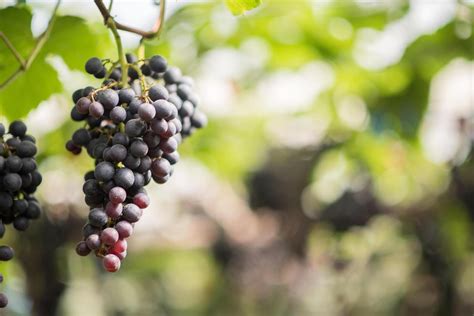 Grape harvest farm 3613564 Stock Photo at Vecteezy