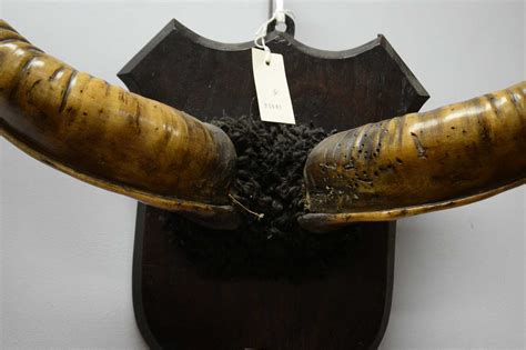 Lot 136 - A pair of Kudu horns