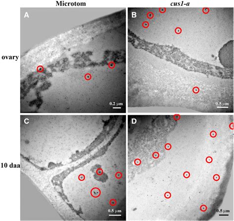 Figure 7 from Cutinsomes and CUTIN SYNTHASE1 Function Sequentially in Tomato Fruit Cutin ...