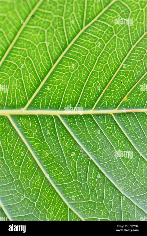 Peepal leaf hi-res stock photography and images - Alamy