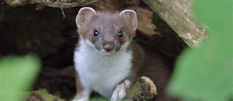 Stoat – The Vincent Wildlife Trust