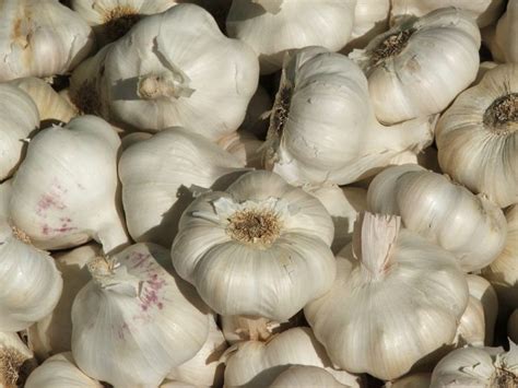 Power of Garlic: The Natural Antibiotic for Tooth Infection