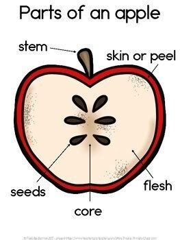 Parts of an Apple diagram and worksheet FREE by Paula's Primary Classroom