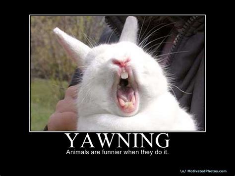 Yawning Funny Picture Quotes. QuotesGram