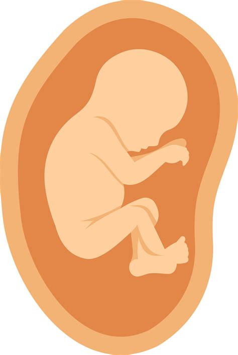 fetus png - Clip Art Library - Clip Art Library