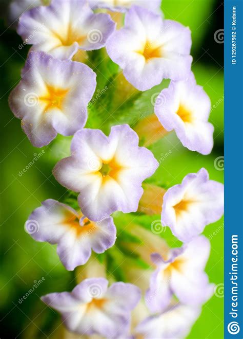 Beautiful of Heliotropium Indicum Flower Stock Photo - Image of ...