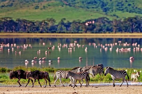 Safari cratère Ngorongoro, 1-day safari Ngorongoro - Tanzanie - Ceetiz