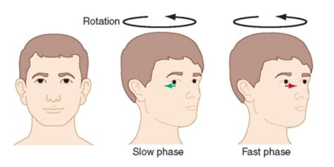 Vestibular System Flashcards | Quizlet