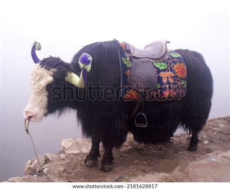 Yak Waiting Passenger Ride Tsomgo Lake Stock Photo 2181628817 ...