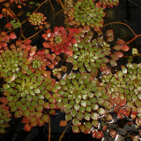 Pond Plants - Mosaic Floating Bog Plant -Ludwigia Sedioides