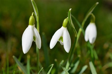 Galanthus (Snowdrops) - Facts, Meaning and Uses – A to Z Flowers