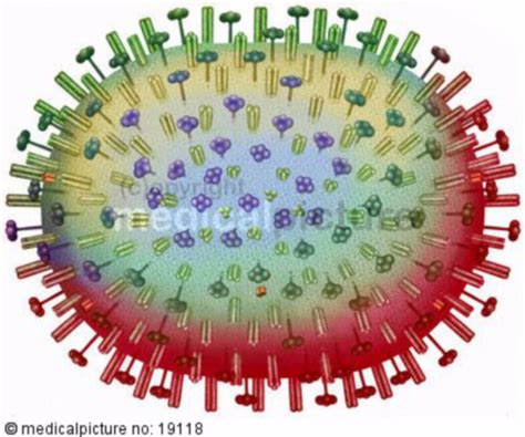 Mutation des H5N1 Virus - DocCheck