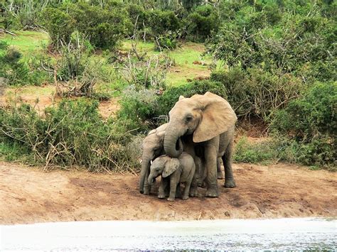 Free photo: Elephant, Water, Africa, River - Free Image on Pixabay - 1076303