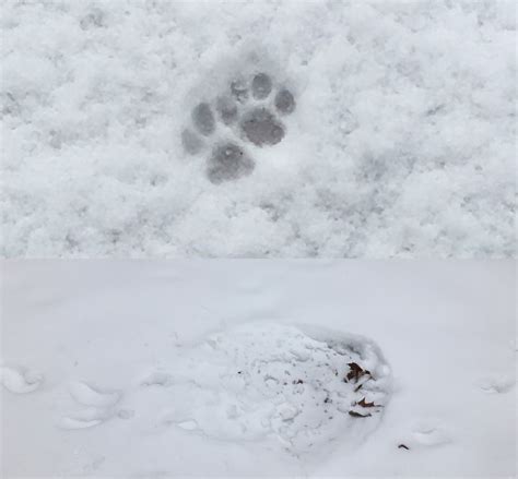 Common Winter Animal Tracks – Wildlife Leadership Academy