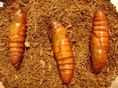 The Tao of Worm Farming: Hornworms