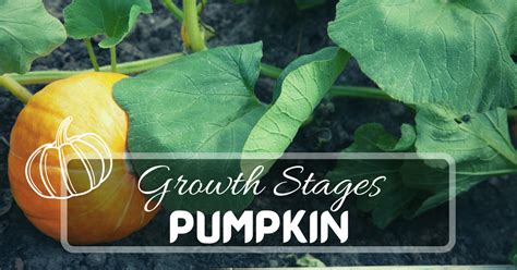 7 Pumpkin Growth Stages | Just Pure Gardening | 2024