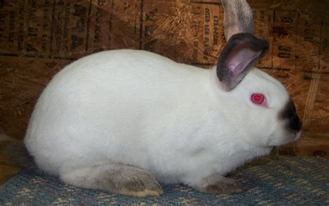 Californian Rabbits | USA Rabbit Breeders