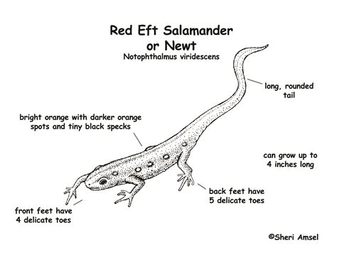 Salamander (Red Eft or Newt)