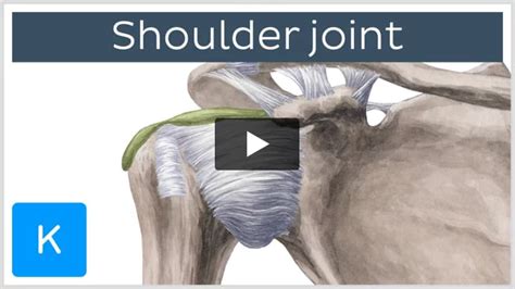 Coracohumeral ligament: Anatomy and function | Kenhub