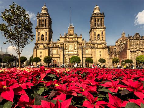 How the poinsettia became our favorite holiday flower