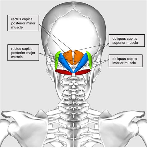 The Suboccipital Muscles | Blood Supply, Innervation | Geeky Medics