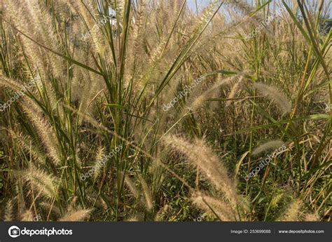 Background of yellow grass flowers Stock Photo by ©antur@hotmail.com 253699088