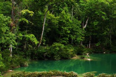 Ecosistemas De Mexico Selva - chefli