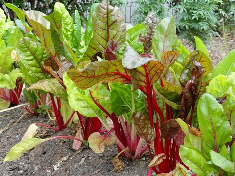 Plant to Plate: Wilted Swiss Chard Salad