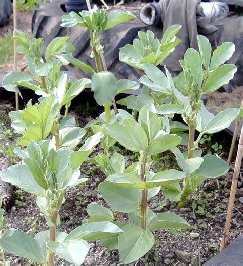 Broad bean growing - Broad beans how to grow, tips, varieties, cooking. | Allotments.ie