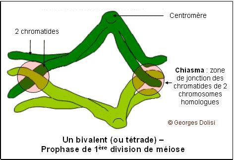 Différence chiasma - crossing over - UE2 BDR BDD - Tutorat Associatif Toulousain