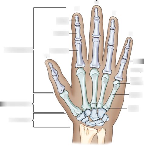 DIAGRAM - Bones of Right Hand and Wrist Anatomy - 2018 Diagram | Quizlet