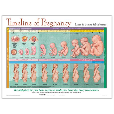 Pregnancy Calendar Weeks To Months - Jacki Rhodia