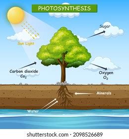 Diagram Showing Process Photosynthesis Tree Illustration Stock Vector (Royalty Free) 2098526689 ...