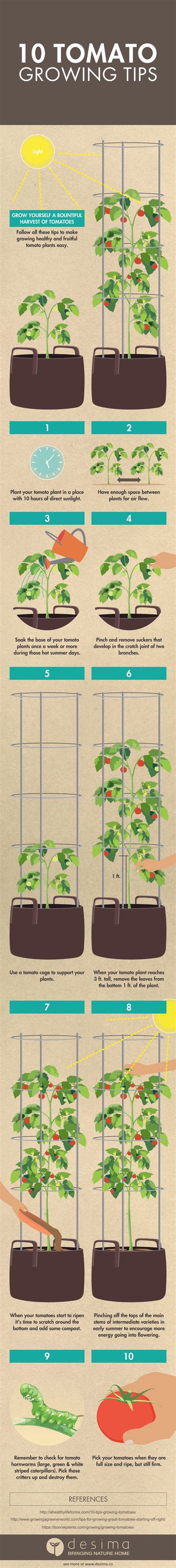 10 Tomato Growing Tips | Plants, Lawn, garden, Growing vegetables