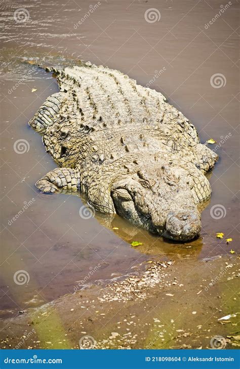 Nile Crocodile. Predator African Reservoirs. Reptile Crocodile. Stock Photo - Image of african ...