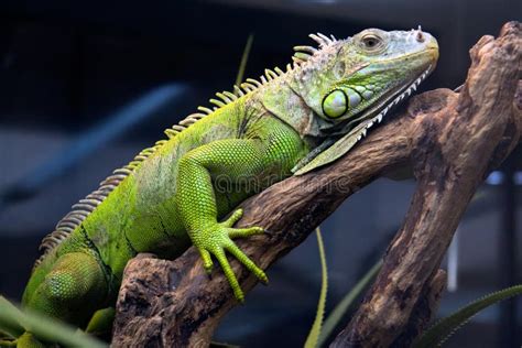 Iguana stock photo. Image of green, hide, spike, crawling - 20956970