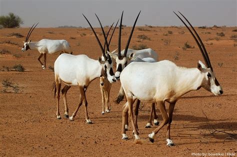 Interesting Facts About Oryx | Hyak Qatar