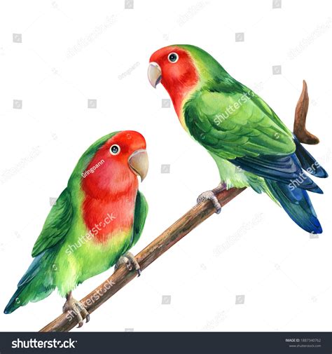 Parrot On Branch Lovebirds Watercolor Tropical Stock Illustration 1887340762 | Shutterstock