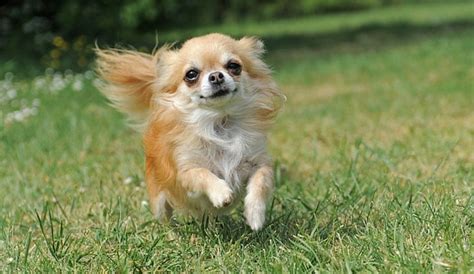 Shih Tzu Chihuahua Mix (ShiChi) #1 Info On This Adorable Breed