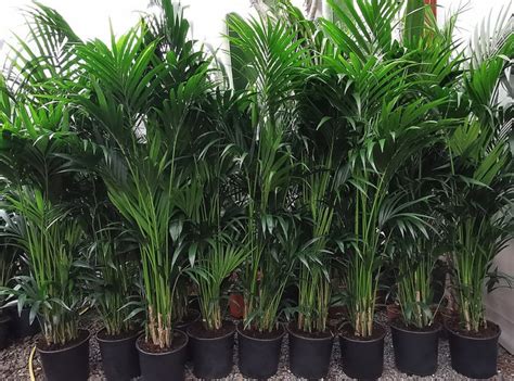 Best Kentia Palm Trees Near To Me Shop Now In Kadiyam India — Kadiyam Rajasri Nursery Exports