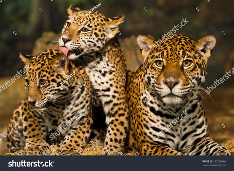 1,645 Jaguar Cubs Images, Stock Photos & Vectors | Shutterstock