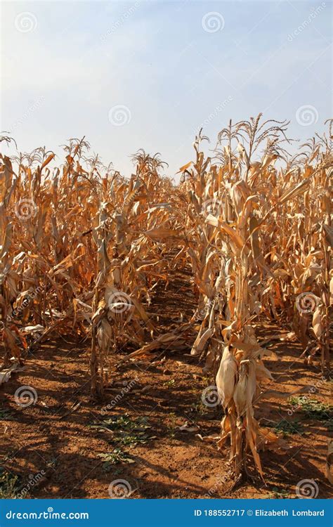 Maize Farming in the Northwest of South Africa Stock Image - Image of ...