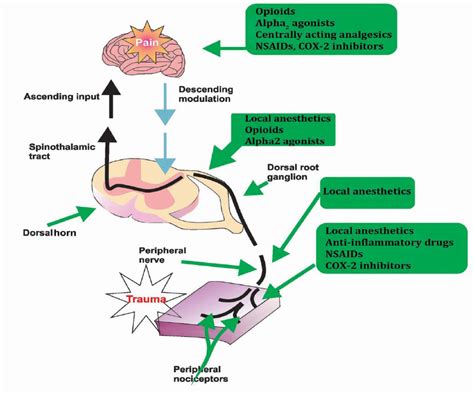 The nociceptive pathway and prospective analgesia. Source: Kehlet and... | Download Scientific ...