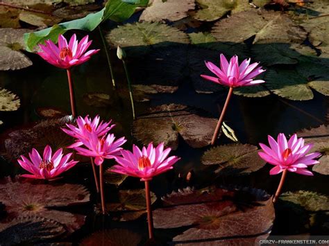 Red Lotus Flower Wallpapers - Wallpaper Cave