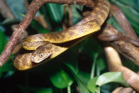 Brown Tree Snake Photograph by John Mitchell - Fine Art America