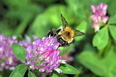 Pollination is better in cities than in the countryside